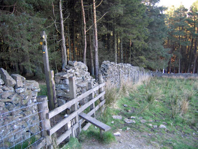 Entering Fell Wood