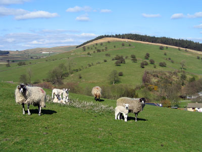 View towards Aitken Wood